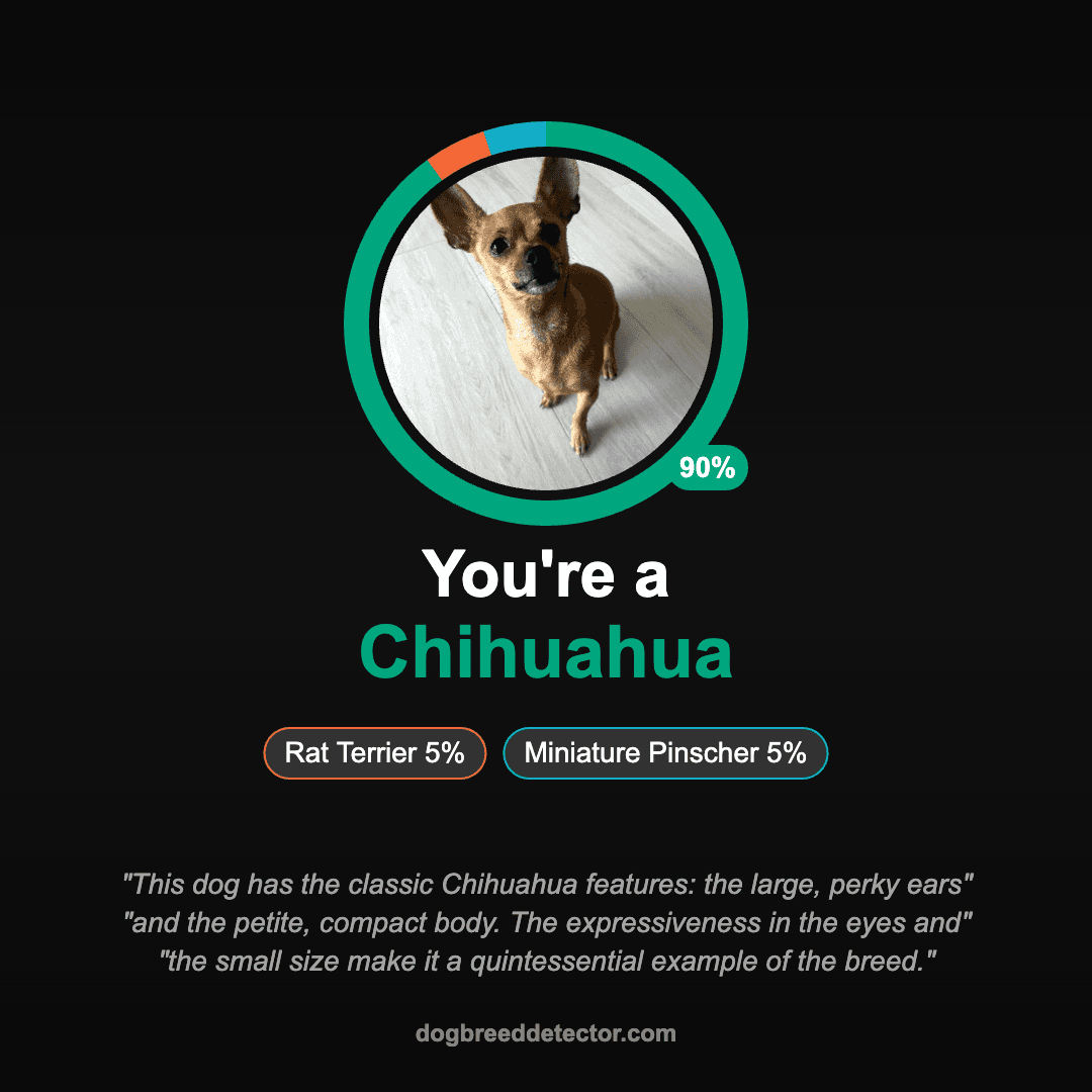 Sample dog breed detection result